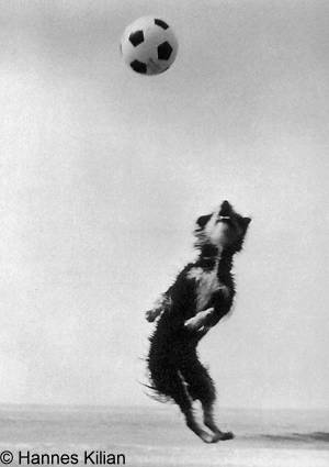 Sehr hoch springender Mischlingshund versucht Fußball zu schnappen, Copyright Hannes Kilian, Foto 1946